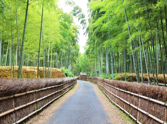 Arashiyama