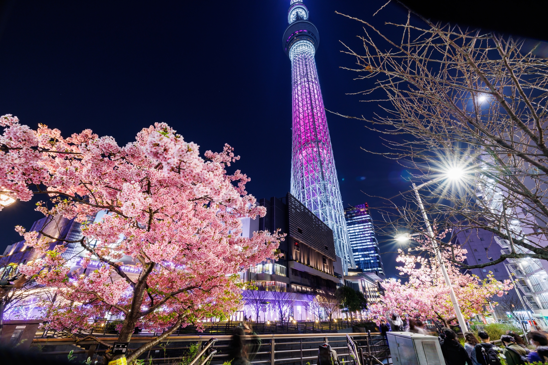 Skytree Sakura